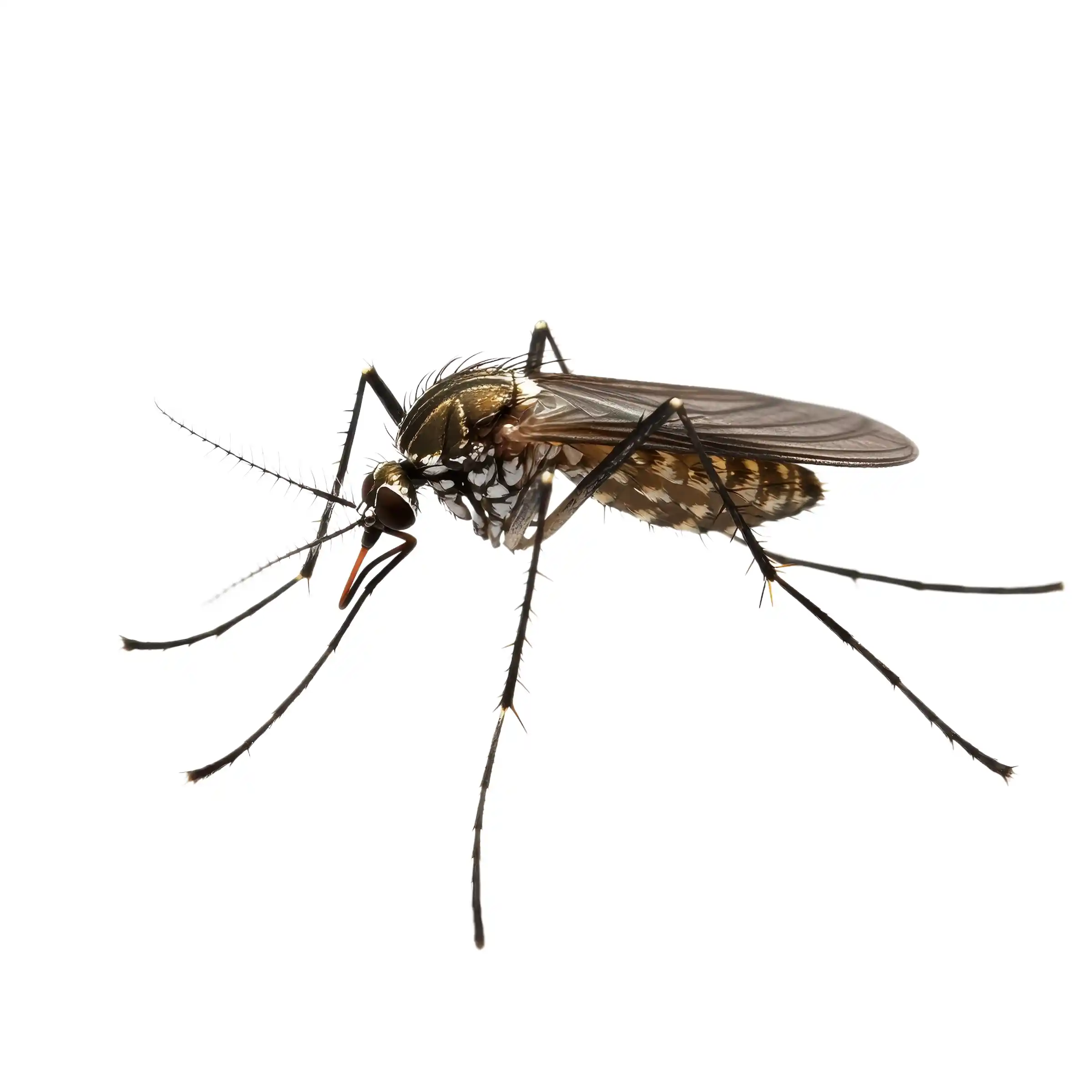 Mosquitoes control in Philadelphia