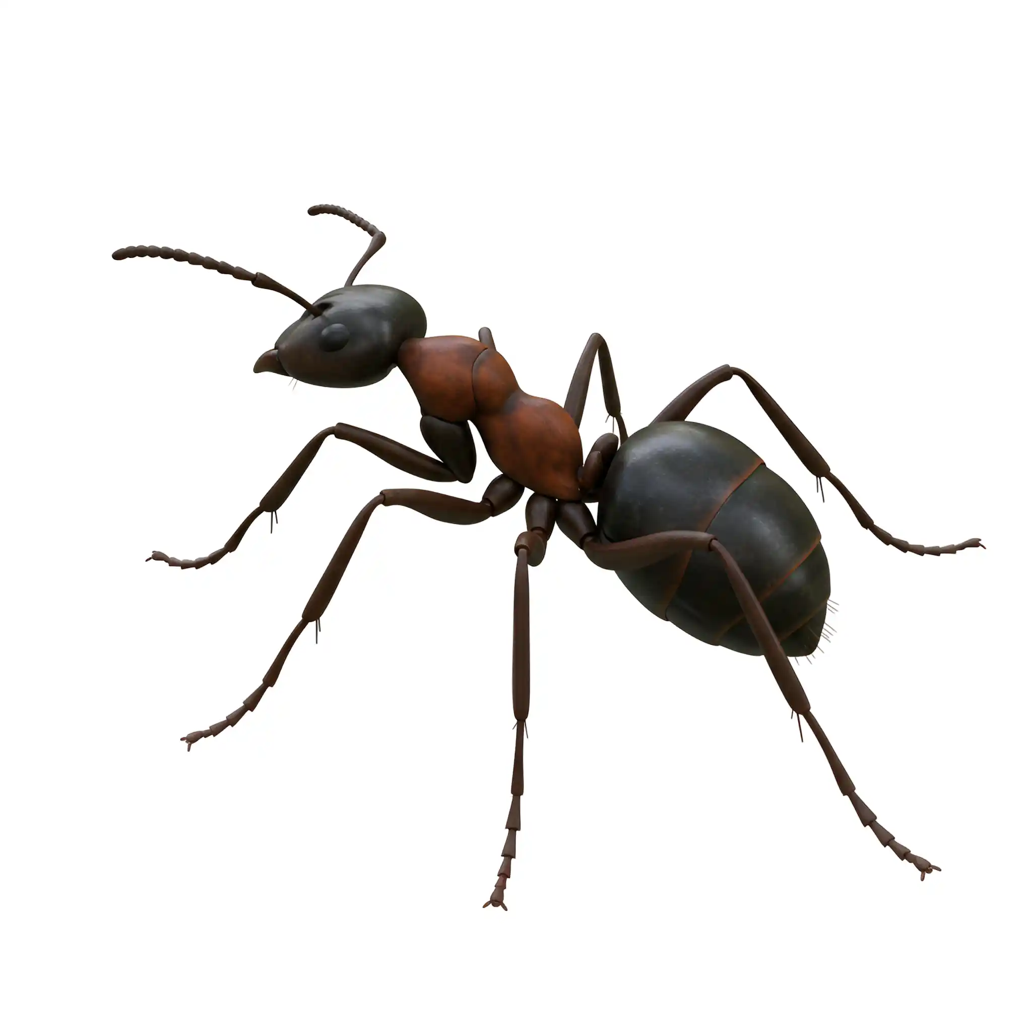 Ants control in Philadelphia